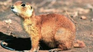 A win for people vs. the prairie dog