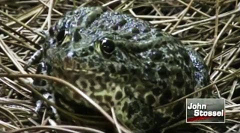 Protecting Endangered Species: A Good Idea Gone Wild?