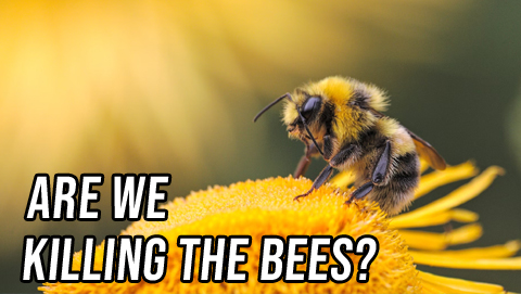 Both Sides: Are We Killing the Bees?