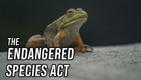 Both Sides: The Endangered Species Act